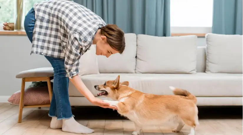 How to Get Urine Smell Out of Couch: A Guide to Removing Cat, Dog, and Human Urine Odor 5 Various tips on preventing urine smell from settling into your couch