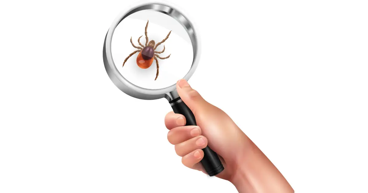 Blogs | Ozclean Pest Control 4 The Importance of Routine Pest Control Inspections