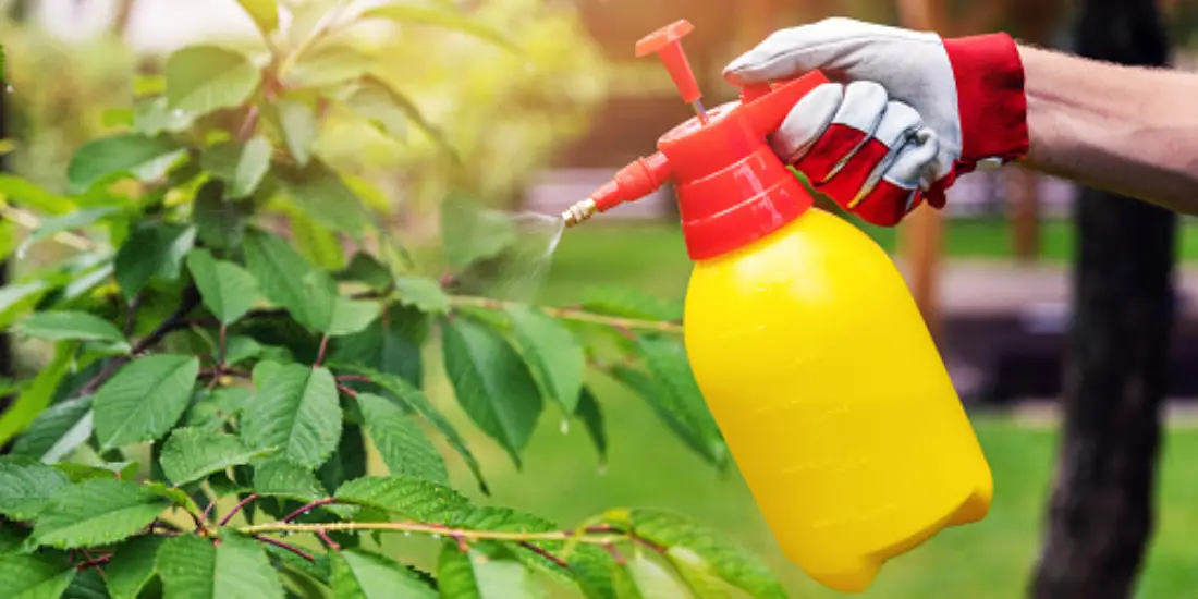 Sunshine Coast Cleaning Tips and News | Ozclean Blog 18 blog thumbnail